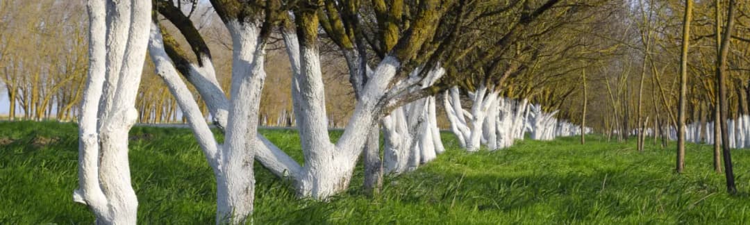 Jak wysoko malować drzewa wapnem, aby skutecznie je chronić?